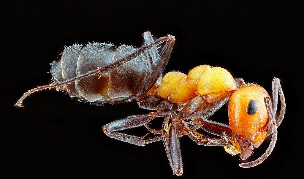 Ant Control service in Coconut Creek, FL