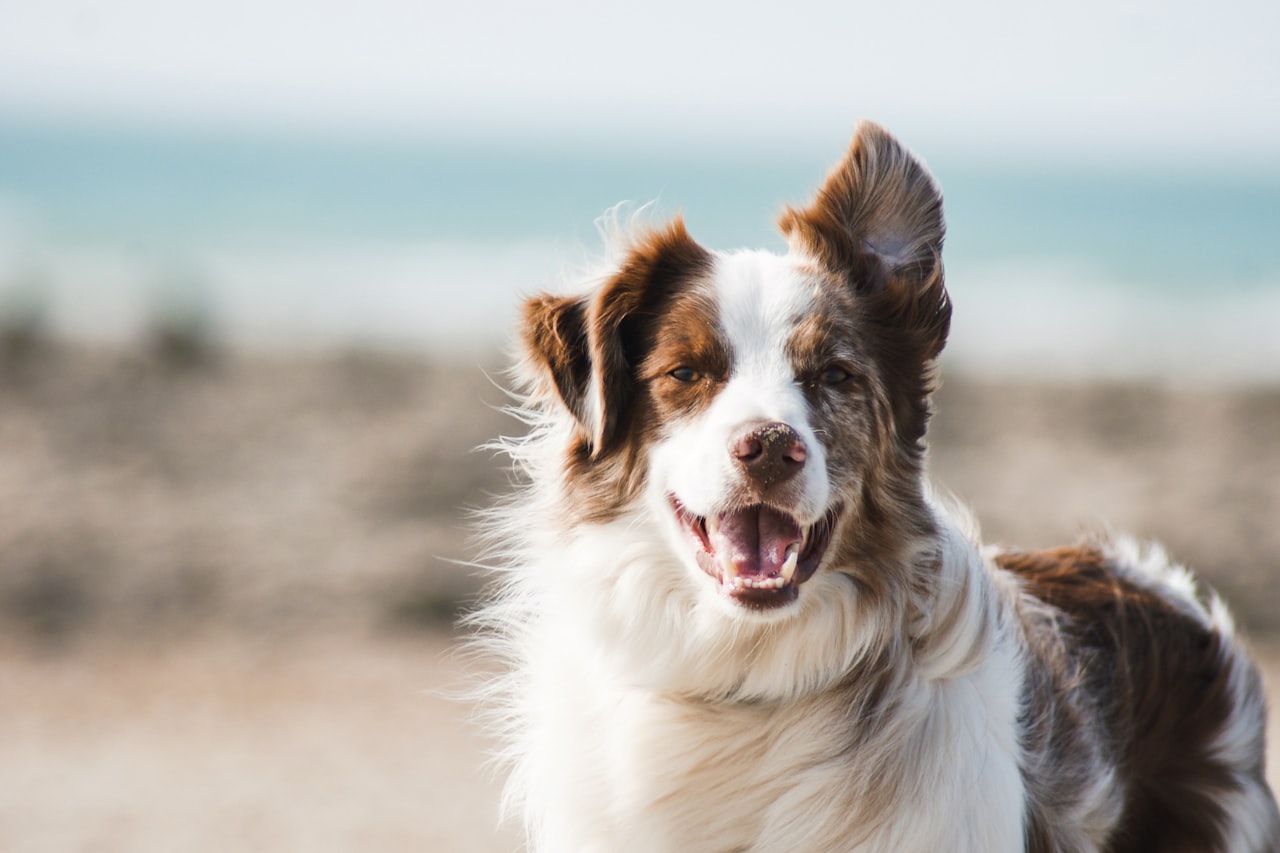 Flea & Tick Control service in Coconut Creek, FL