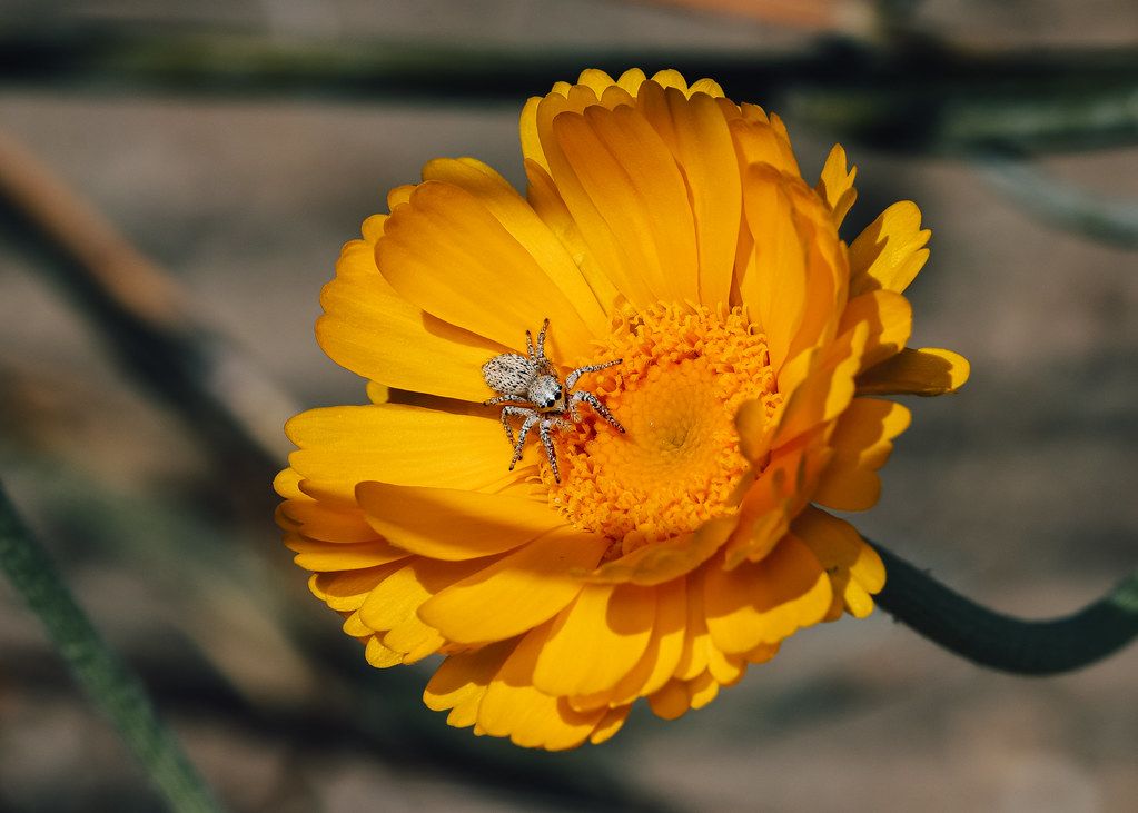 Spider Control service in Coconut Creek, FL